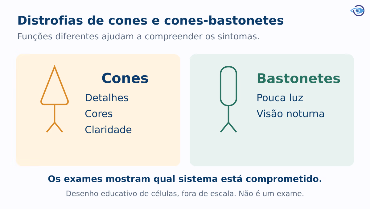 Comparação educativa entre cones, ligados a detalhes, cores e claridade, e bastonetes, sensíveis à pouca luz. Desenhos de células fora de escala.