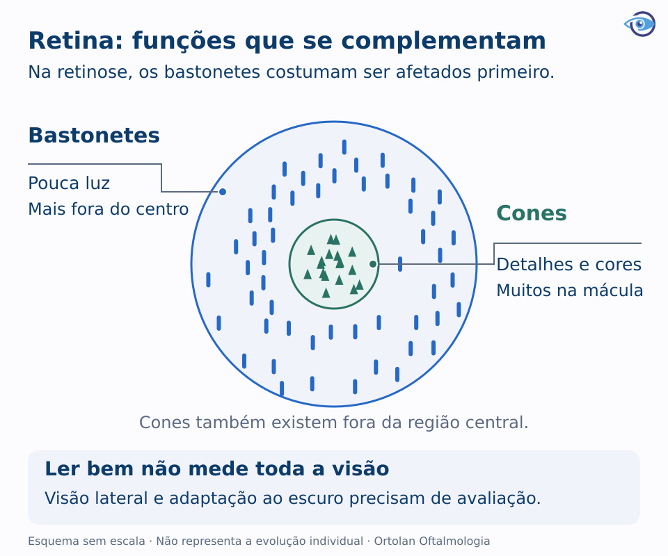Esquema educativo da retina relacionando bastonetes à visão no escuro e cones à visão central e às cores, sem simular a visão de uma pessoa.