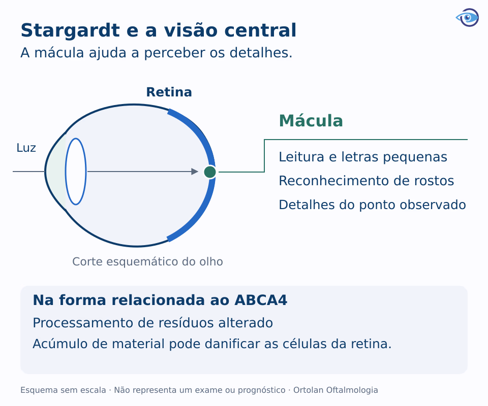 Esquema anatômico do olho mostrando a mácula e sua participação na leitura e no reconhecimento de rostos, com explicação do papel do ABCA4.