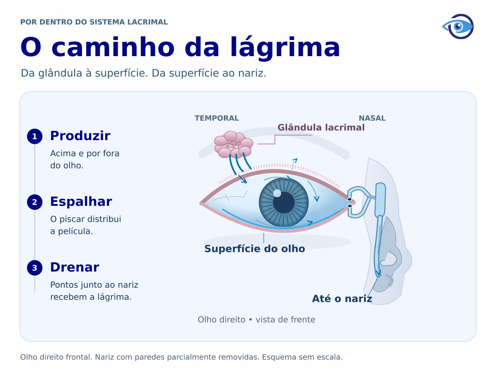 Esquema anatômico original do olho direito de frente. A glândula lacrimal fica acima e à esquerda da imagem, no lado temporal. A lágrima chega à superfície e drena pelos pontos mediais, canalículos, saco e ducto até o nariz, à direita.