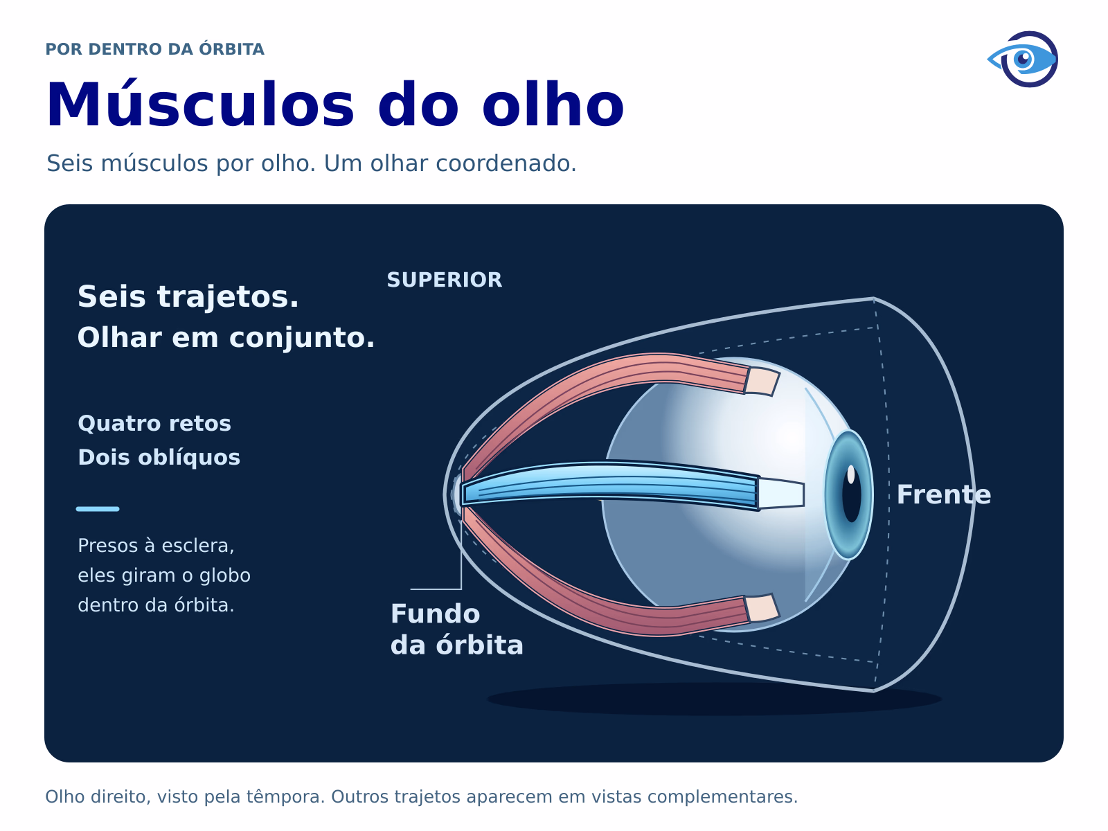 Ilustração anatômica original da órbita direita aberta, com frente à direita e fundo à esquerda. Os retos lateral, superior e inferior se estendem do fundo da órbita até a esclera. Vistas complementares revelam os trajetos dos oblíquos e do reto medial.