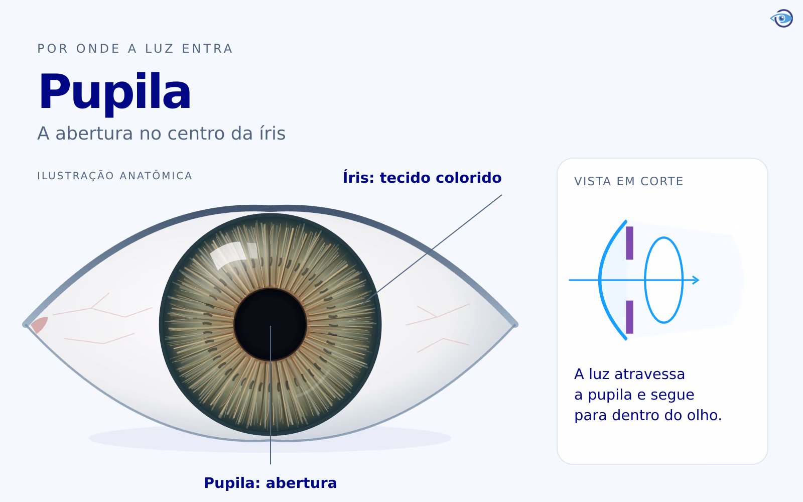 Ilustração detalhada da pupila como abertura no centro da íris, com um pequeno corte mostrando a entrada de luz até o cristalino.