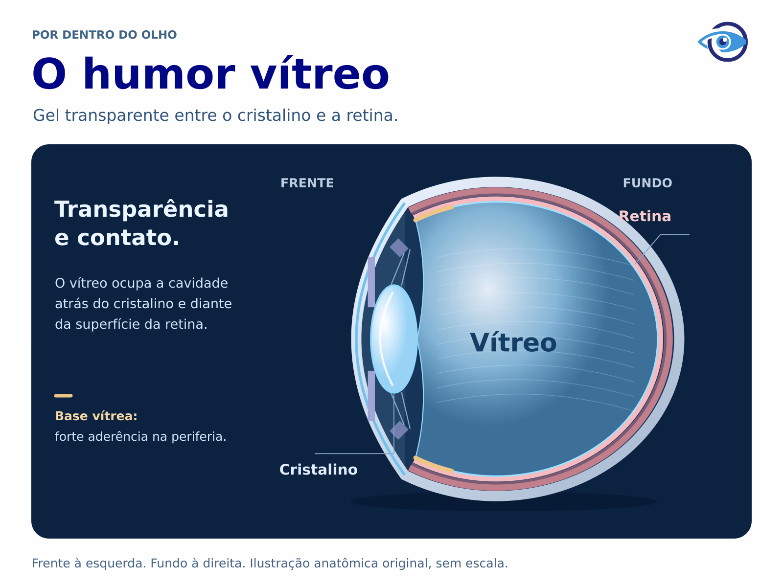 Corte anatômico original do olho, com a frente à esquerda e o fundo à direita. O vítreo transparente ocupa a cavidade atrás do cristalino e diante da retina. Marcas periféricas indicam a base vítrea, região de forte aderência.