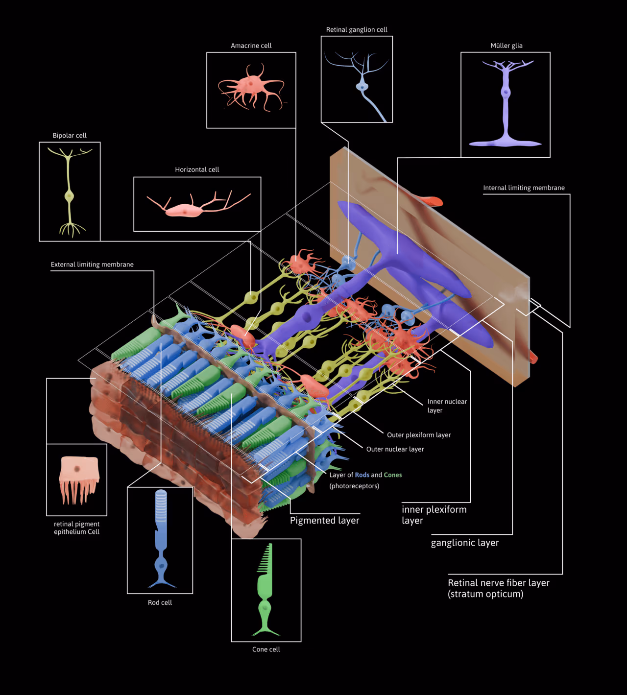 Diagrama das camadas da retina humana — fotorreceptores e epitélio pigmentar.