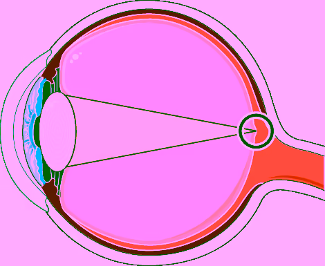 Olho emétrope (normal) — comprimento axial padrão, luz focada sobre a mácula. Servier Medical Art, CC BY 4.0.