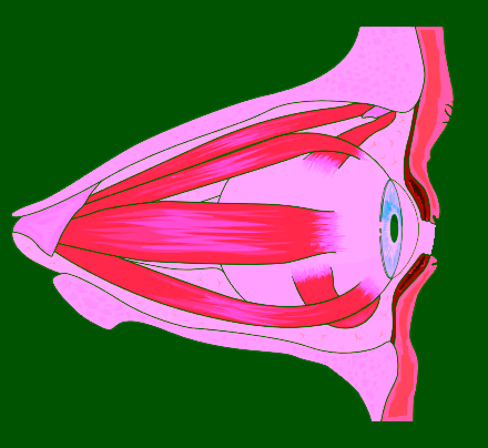 Diplopia (Visão Dupla) Diplopia (Visão Dupla)